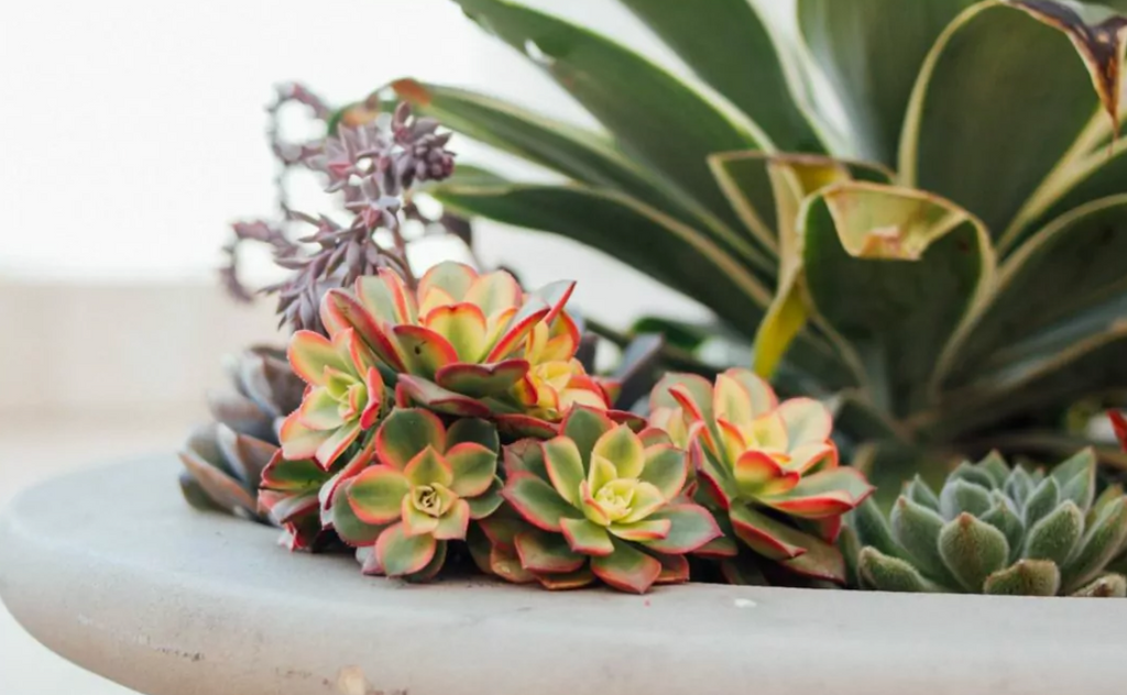 Las plantas de interior. Cómo solucionar 5 de sus problemas más comunes