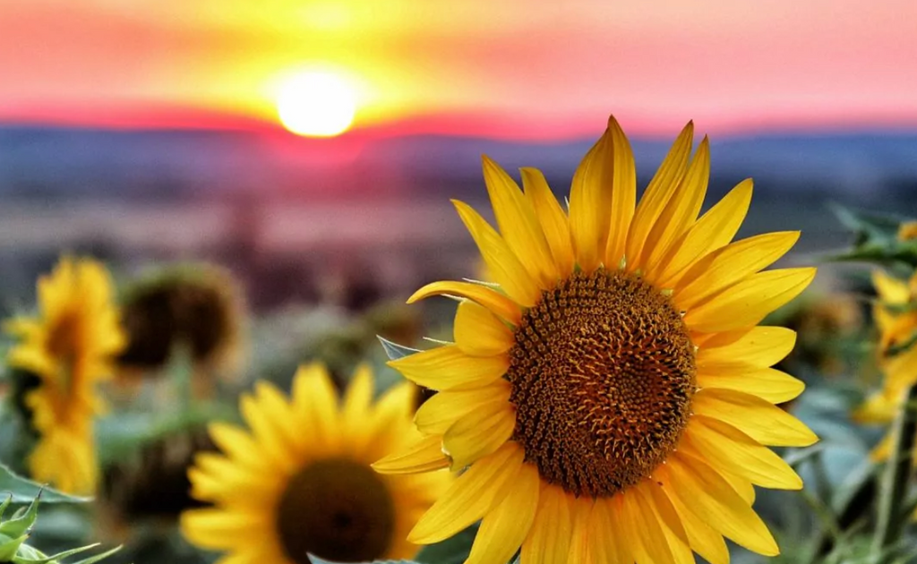 Los girasoles. 8 cosas que tal vez no conocía sobre ellos