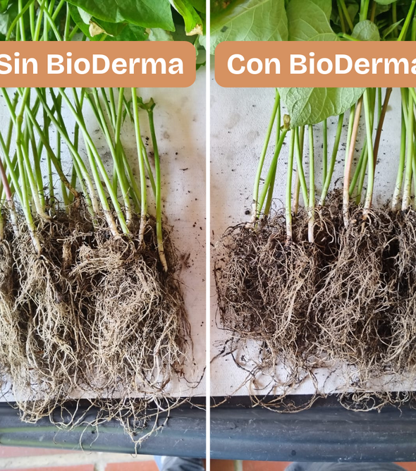 BioDerma. Hongo antagonista que controla las enfermedades causadas por hongos patógenos en las raíces de todo tipo de plantas, pastos, cultivos. Estimula el enraizamiento para un mejor desarrollo de las plantas. Amigable con el medio ambiente.