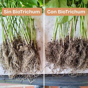 Caja BioTrichum 500g x6. Hongo antagonista que controla las enfermedades causadas por hongos patógenos en las raíces de plantas, pastos, cultivos. Estimula el enraizamiento para un mejor desarrollo de las plantas. Amigable con el medio ambiente.