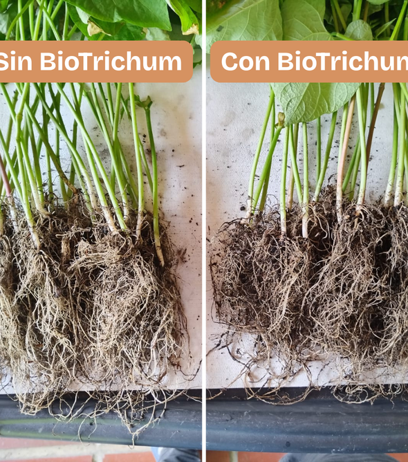 Caja BioTrichum 500g x6. Hongo antagonista que controla las enfermedades causadas por hongos patógenos en las raíces de plantas, pastos, cultivos. Estimula el enraizamiento para un mejor desarrollo de las plantas. Amigable con el medio ambiente.