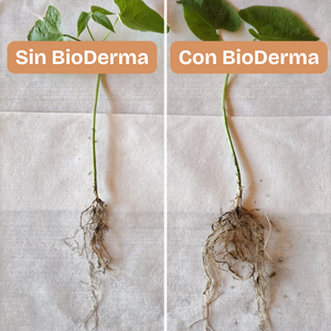 BioDerma. Hongo antagonista que controla las enfermedades causadas por hongos patógenos en las raíces de todo tipo de plantas, pastos, cultivos. Estimula el enraizamiento para un mejor desarrollo de las plantas. Amigable con el medio ambiente.