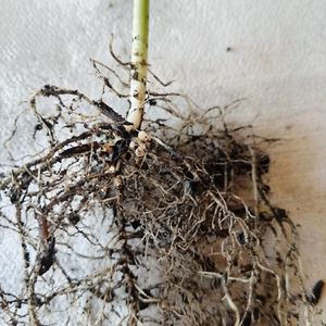 BioDerma. Hongo antagonista que controla las enfermedades causadas por hongos patógenos en las raíces de todo tipo de plantas, pastos, cultivos. Estimula el enraizamiento para un mejor desarrollo de las plantas. Amigable con el medio ambiente.