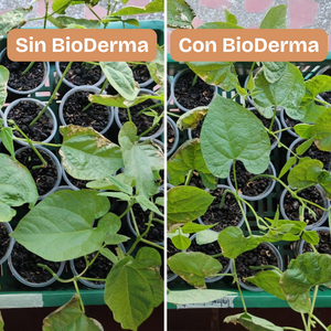 BioDerma. Hongo antagonista que controla las enfermedades causadas por hongos patógenos en las raíces de todo tipo de plantas, pastos, cultivos. Estimula el enraizamiento para un mejor desarrollo de las plantas. Amigable con el medio ambiente.