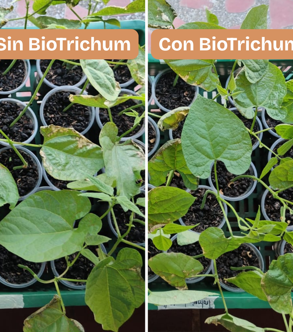 BioTrichum 50g. Hongo antagonista que controla las enfermedades causadas por hongos patógenos en las raíces de todo tipo de plantas, pastos, cultivos. Estimula el enraizamiento para un mejor desarrollo de las plantas. Amigable con el medio ambiente.