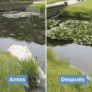 Aqua-T Cuñete x 6 bolsas (3 Libras).  Bacterias que ya existen en su estanque, pero en dosis elevadas. Limpia lodos y contenido orgánico, sin necesidad de sacar el agua. Estanques deportivos, de riego, acuicultivos, recreativos. Costo de envío incluido.