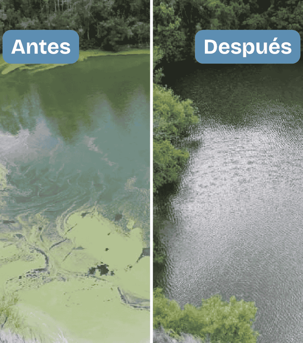Aqua-T. Envase x 2 bolsas (1 libra). Bacterias que ya existen en su estanque, pero en dosis elevadas. Limpia lodos y contenido orgánico, sin necesidad de sacar el agua. Estanques deportivos, de riego, acuicultivos, recreativos. Costo de envío incluido.