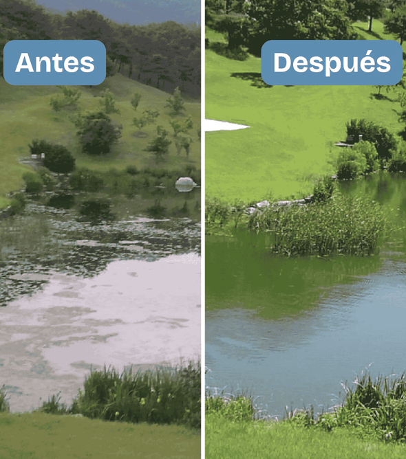 Aqua-T x 20 bolsas (10 libras).  Bacterias que ya existen en su estanque, pero en dosis elevadas. Limpia lodos y contenido orgánico, sin necesidad de sacar el agua. Estanques deportivos, de riego, acuicultivos, recreativos. Costo de envío incluido.