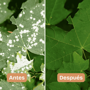 BioNeem, extracto de neem para controlar insectos más de 40 especies de insectos en cultivos, pastos, árboles y todo tipo de plantas. Ahorre en cajas y presentaciones de hasta 20 litros.