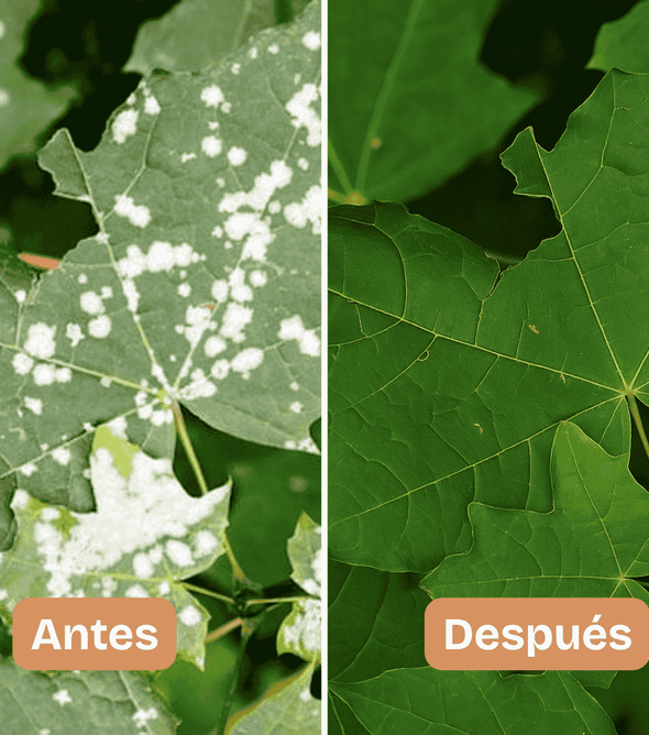 BioNeem, increíble insecticida orgánico con extracto de neem que controla más de 40 especies de insectos en cultivos, pastos, árboles, plantas de interior. Inhibe el sistema endocrino de insecto adulto e interrumpe la metamorfosis de la larva.