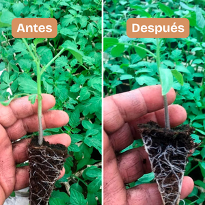 BioDerma. Hongo antagonista que controla las enfermedades causadas por hongos patógenos en las raíces de todo tipo de plantas, pastos, cultivos. Estimula el enraizamiento para un mejor desarrollo de las plantas. Amigable con el medio ambiente.