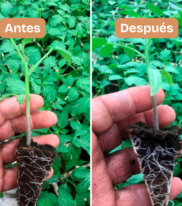 BioDerma. Hongo antagonista contra hongos patógenos que causan enfermedades en las raíces de todo tipo de plantas, pastos, cultivos.