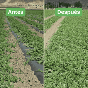 Hydretain tamaño institucional y agrícola | Barril de 208 litros. Hidratación eficiente con menos agua: ideal para cultivos, campos deportivos, jardines, reforestación, revegetalización. Aplicación trimestral. Ahorro por volumen =$82.200 por litro.