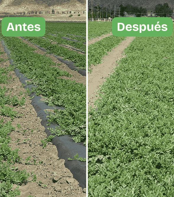 Hydretain tamaño institucional y agrícola | Bidón de 10 litros. Hidratación eficiente con menos agua: ideal para cultivos, campos deportivos, jardines, reforestación, revegetalización. Aplicación trimestral. Ahorro por volumen =$85.000 por litro.